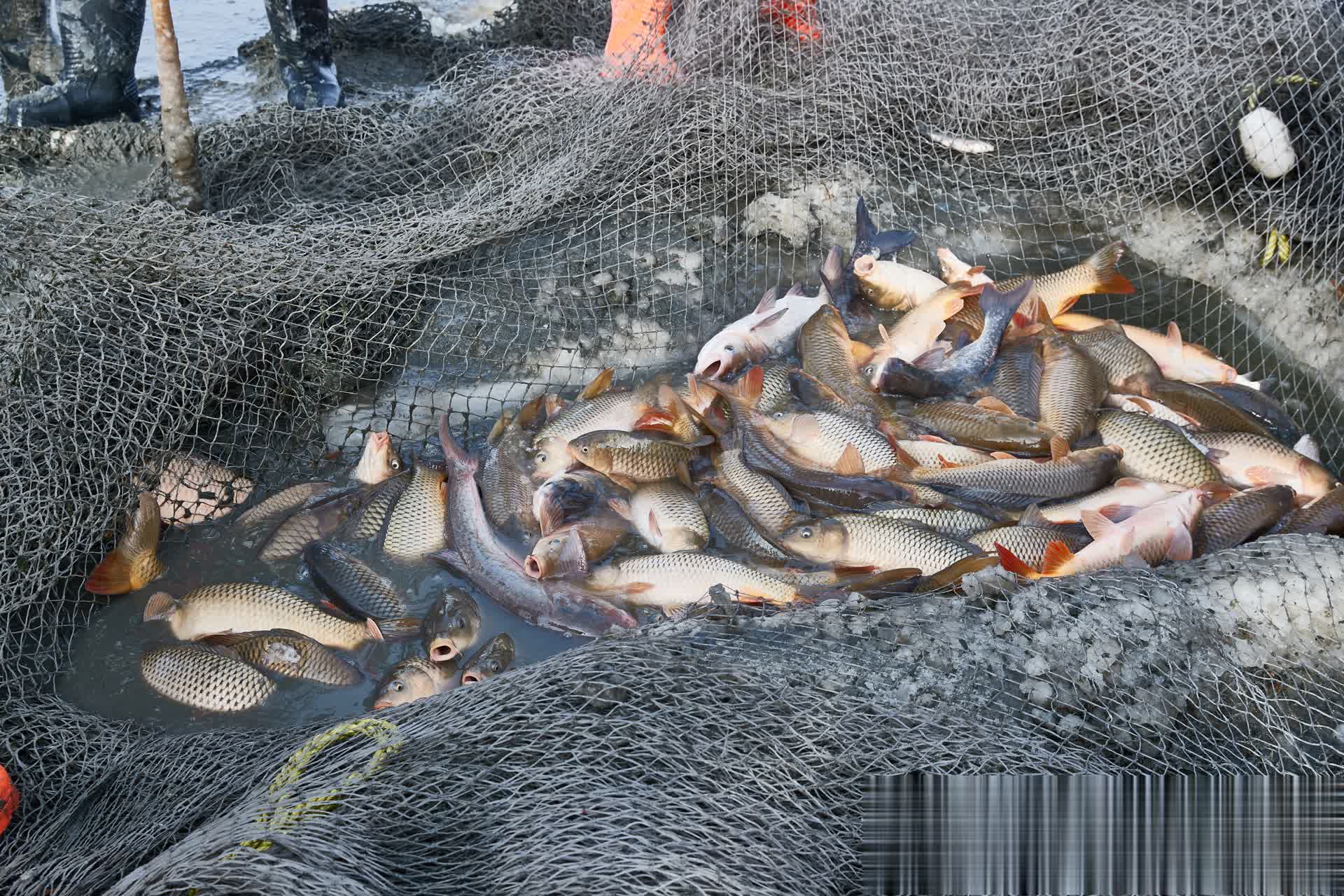 entit, 亏钱, 黑坑正钓场 entit, 亏钱, 黑坑正钓场