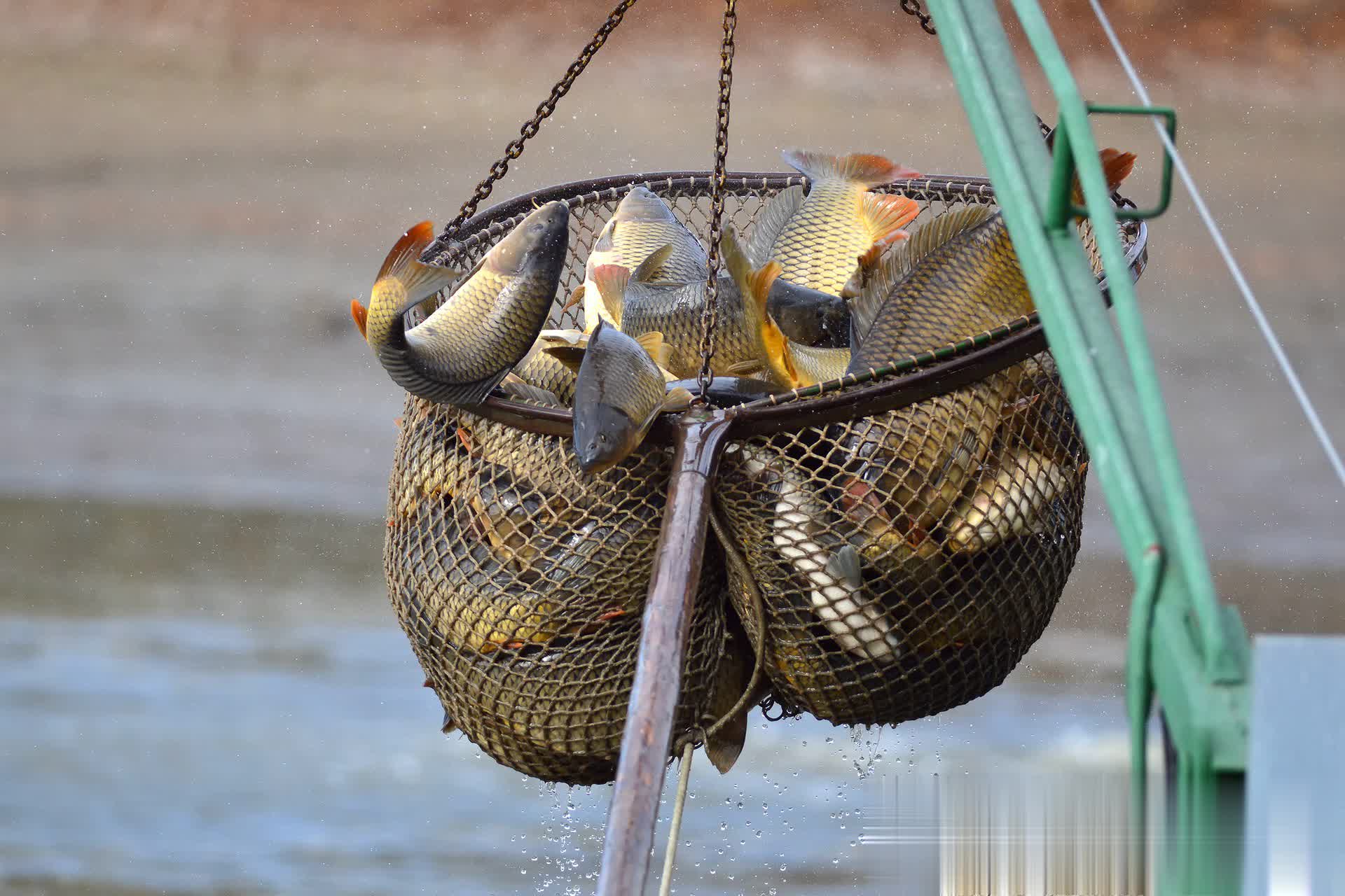 让一部分钓 让一部分钓