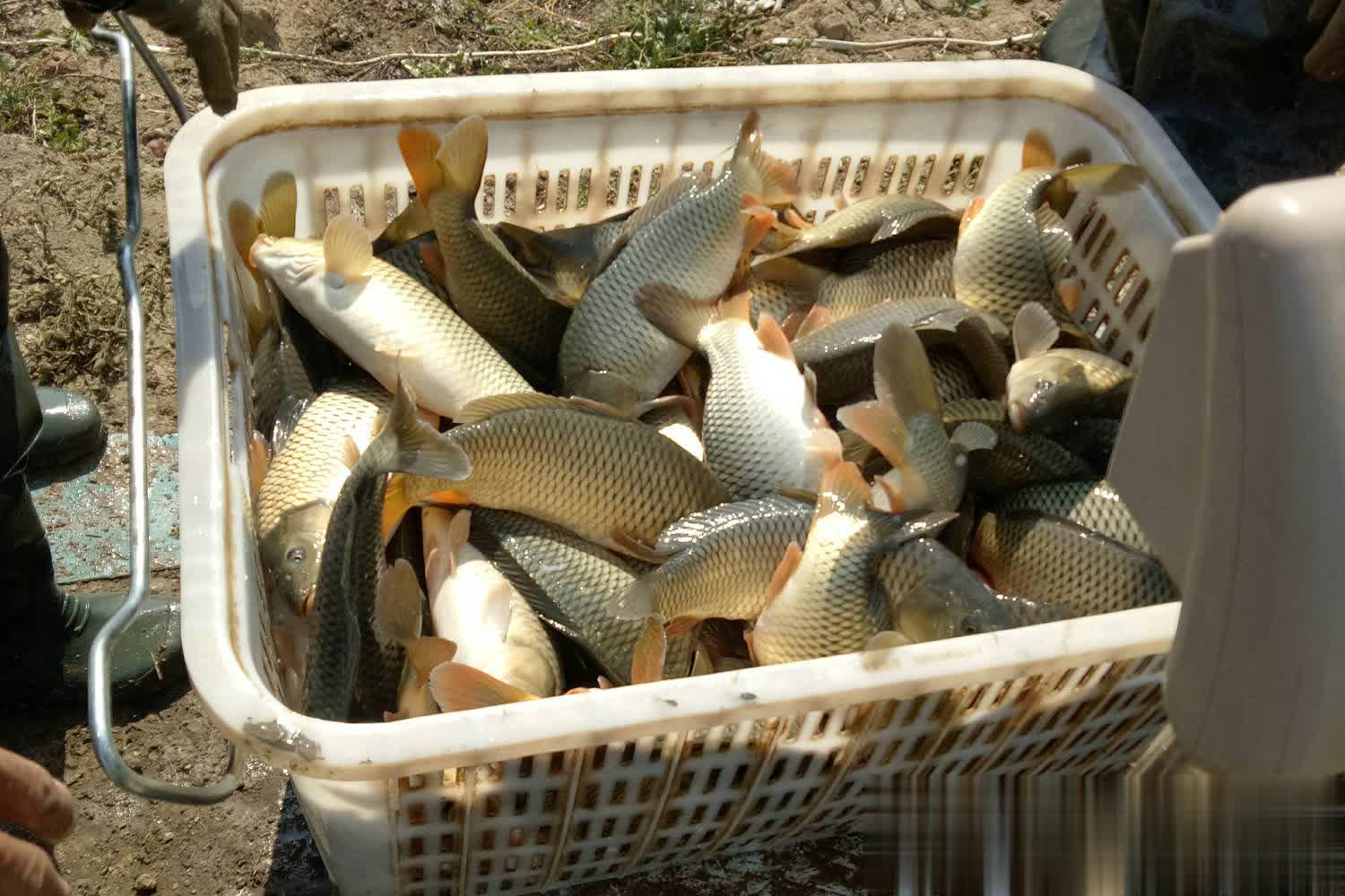 黑坑正钓场 黑坑正钓场